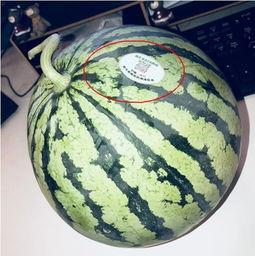 湛江网红吃瓜,揭秘当地美食文化新潮流