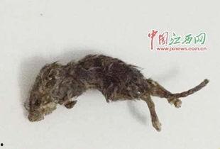 网红小龙鼠吃瓜,揭秘网红美食背后的故事