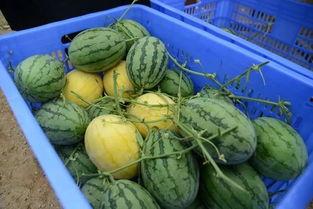 吃瓜q群网红,揭秘网络红人的幕后生活